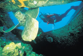 diving in the caribean